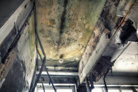 Why You Should Choose Our Mold Remediation Services in Two Harbors, MN